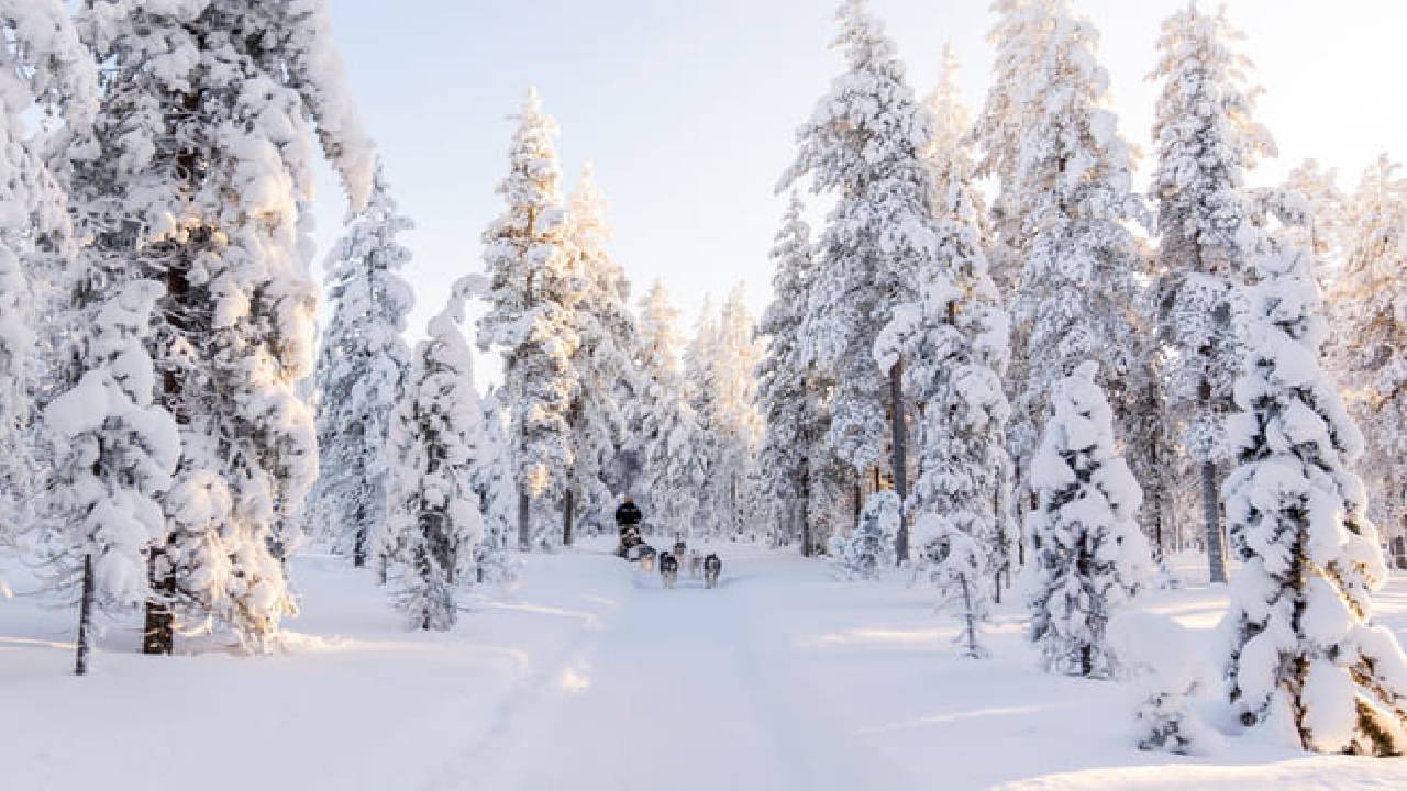 Husky Safari Winter Tour & Barbeque - 6-10 km Self-Driving Mushing - Small Group