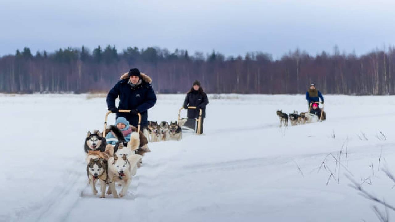 Husky Safari Winter Tour & Barbeque - 6-10 km Self-Driving Mushing - Small Group