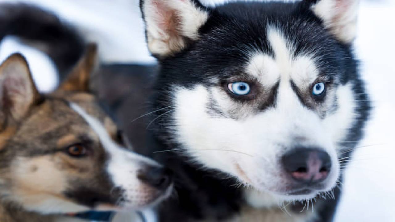 Husky Safari Winter Tour & Barbeque - 6-10 km Self-Driving Mushing - Small Group