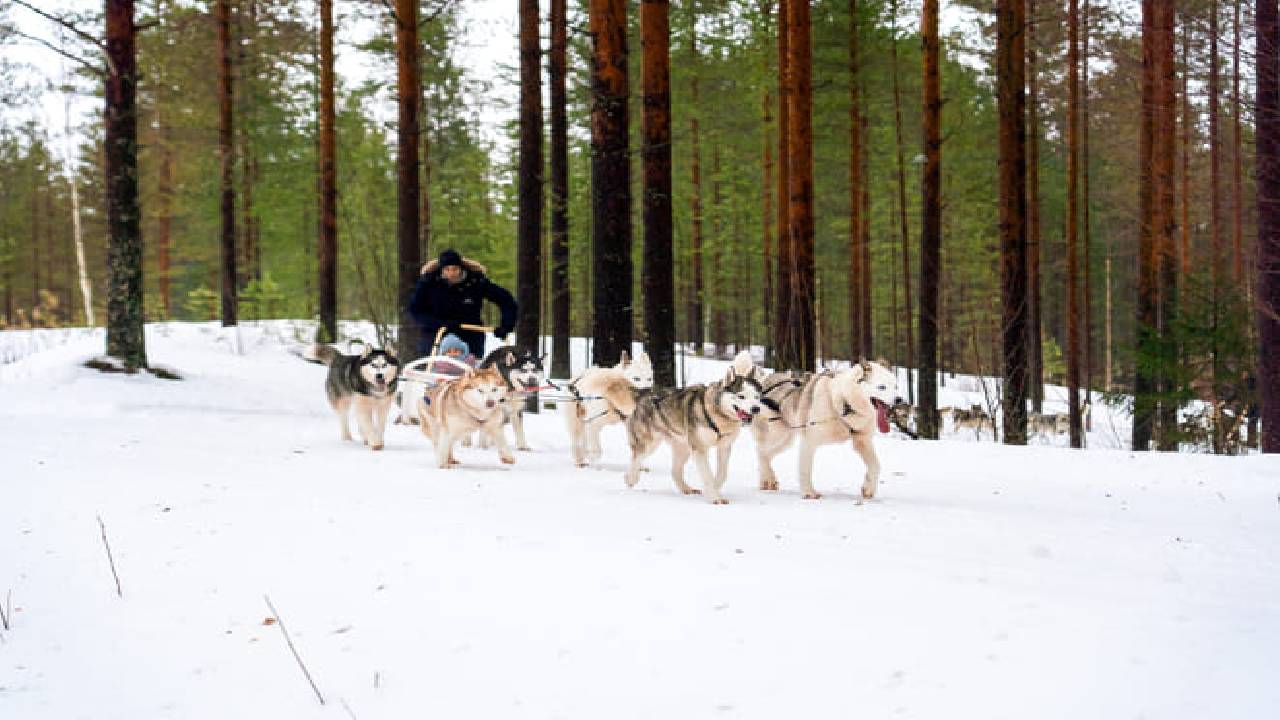 Husky Safari Winter Tour & Barbeque - 6-10 km Self-Driving Mushing - Small Group