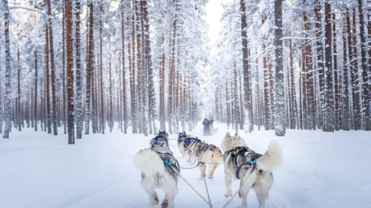 Husky Safari Winter Tour & Barbeque - 6-10 km Self-Driving Mushing - Small Group