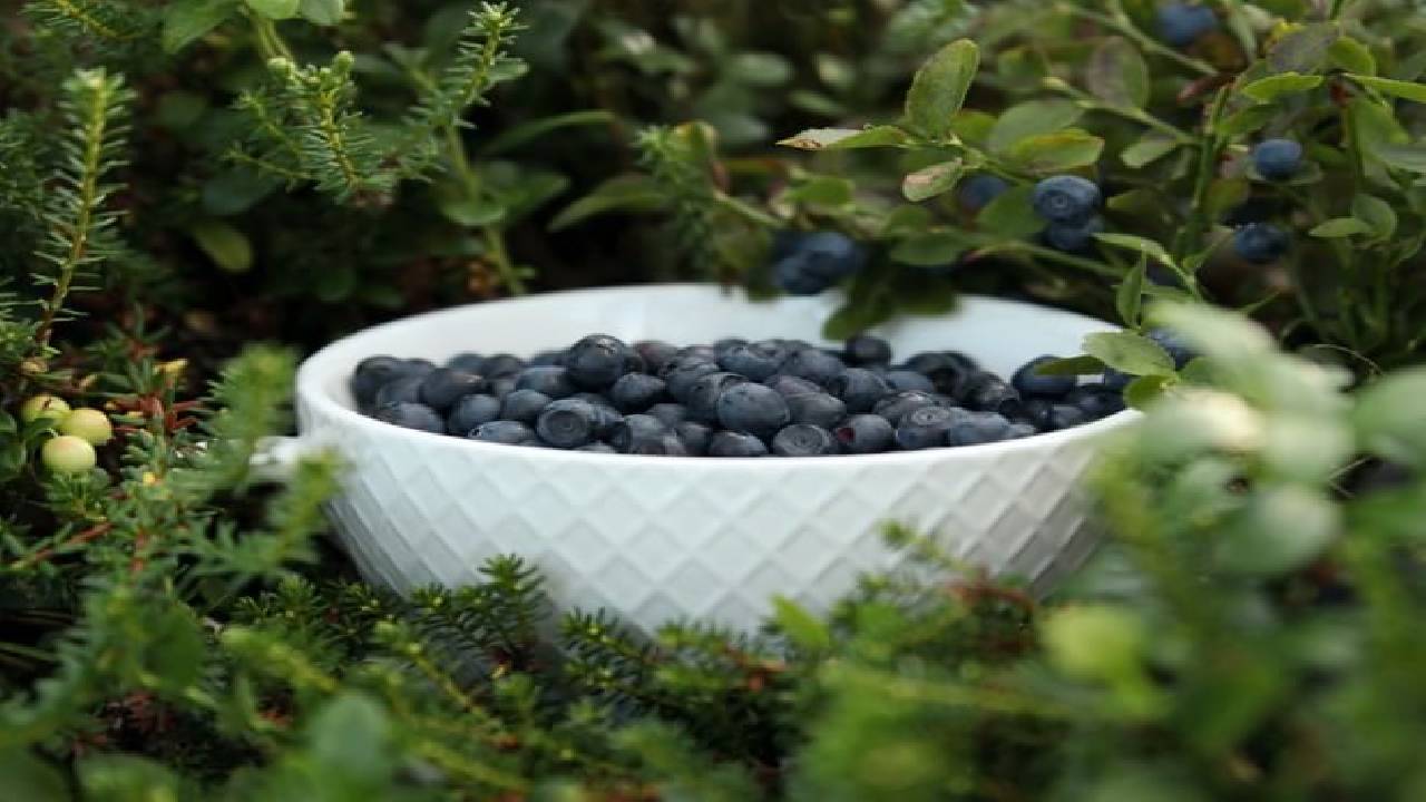 Mushrooms & Wild Berries Picking Tour - Small Group