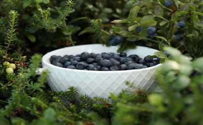 Mushrooms & Wild Berries Picking Tour - Small Group