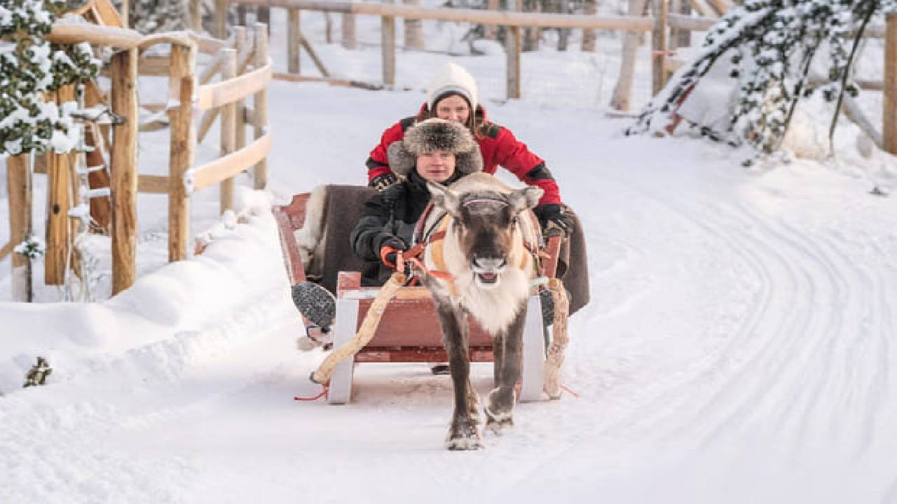 Reindeer Safari at a 200-Year-Old Farm & 2.5 km Sled Ride