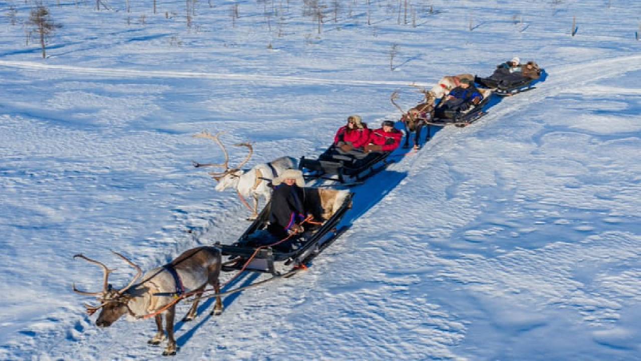 Reindeer Safari at a 200-Year-Old Farm & 2.5 km Sled Ride