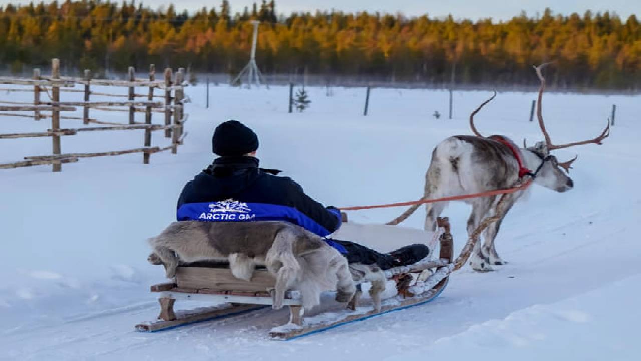 Reindeer Safari at a 200-Year-Old Farm & 2.5 km Sled Ride