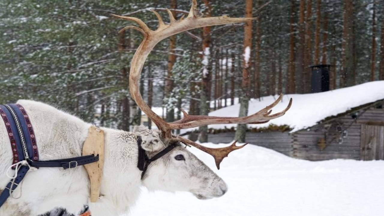 Reindeer Safari at a 200-Year-Old Farm & 2.5 km Sled Ride