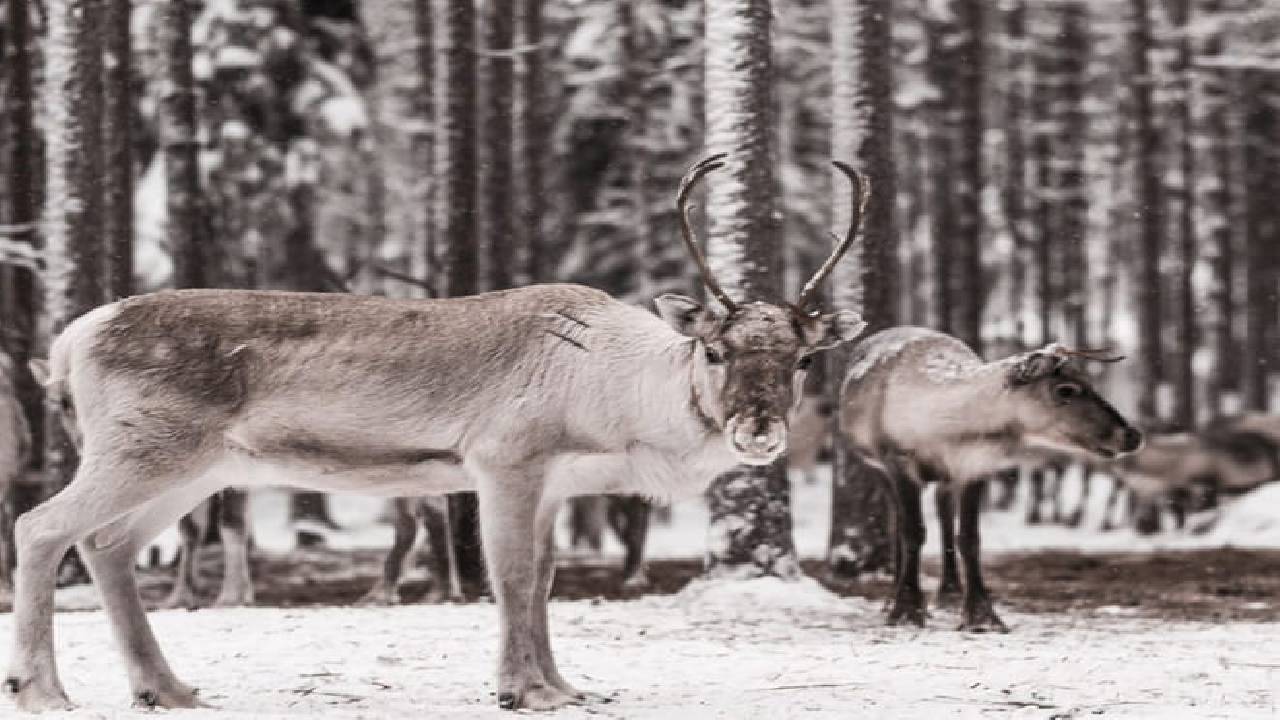 Reindeer Safari at a 200-Year-Old Farm & 2.5 km Sled Ride