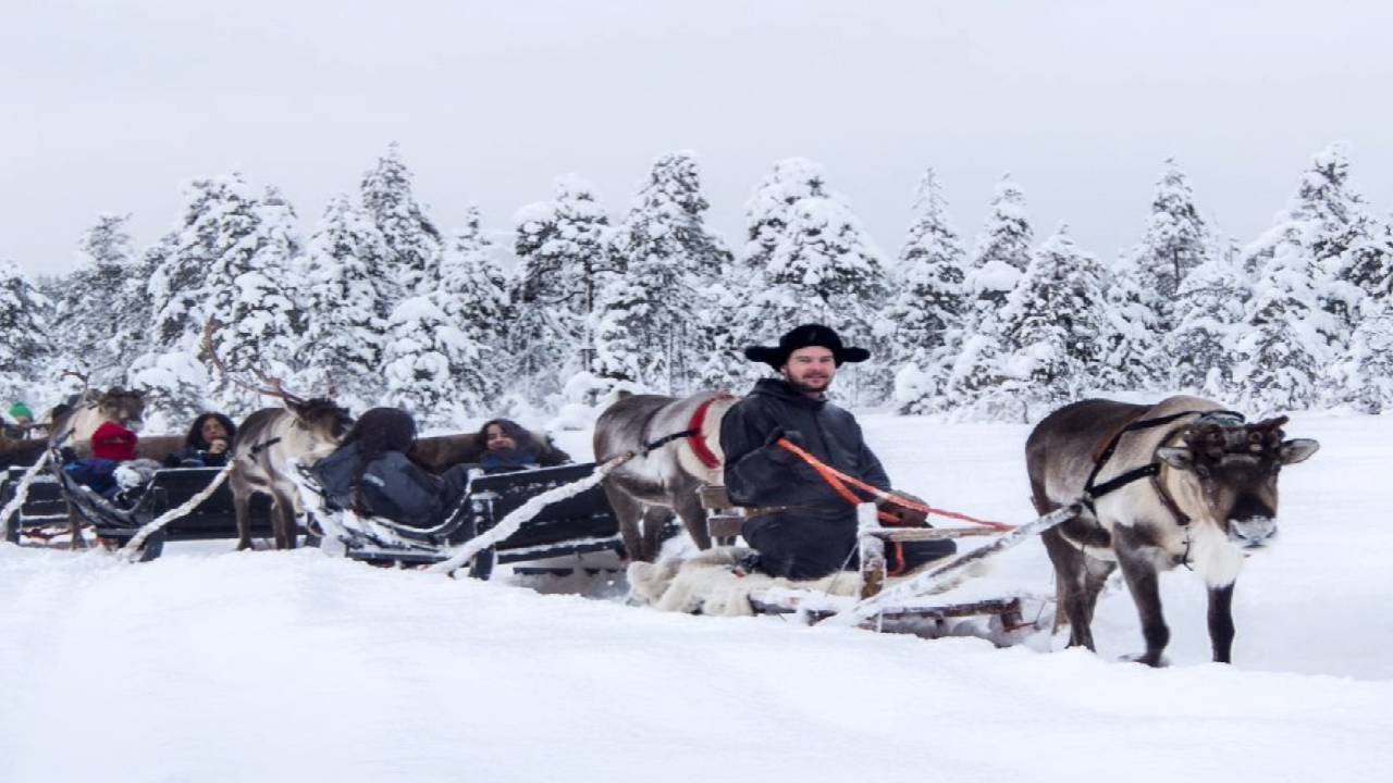 Reindeer Safari at a 200-Year-Old Farm & 2.5 km Sled Ride