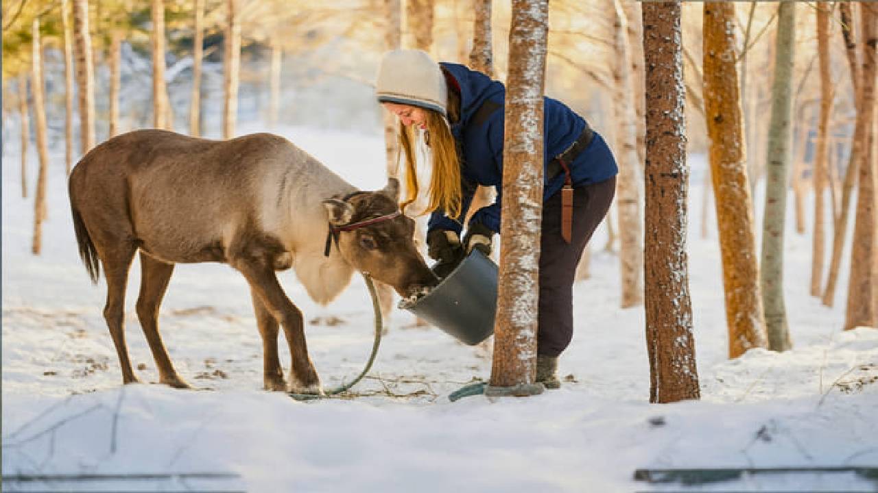 Reindeer Safari at a 200-Year-Old Farm & 2.5 km Sled Ride