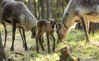 Reindeer Summer & Autumn Farm Visit at a 200-Year-Old Farm