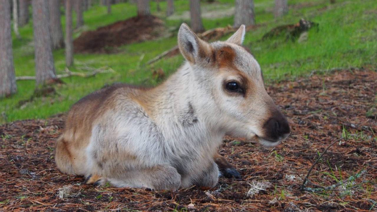 Reindeer Summer & Autumn Farm Visit at a 200-Year-Old Farm