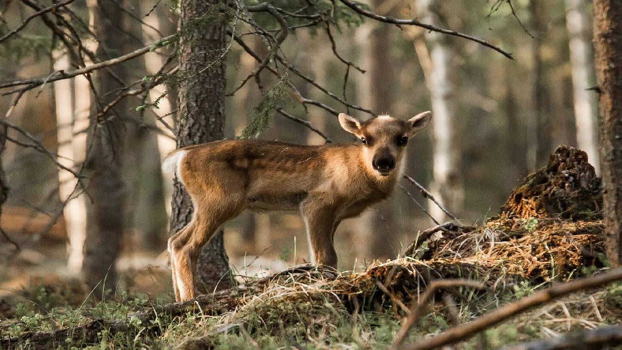 Reindeer Summer & Autumn Farm Visit at a 200-Year-Old Farm