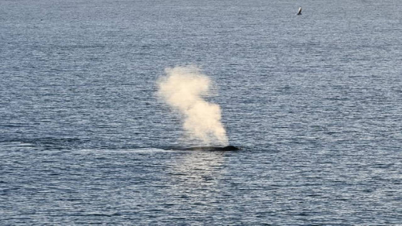 Reykjavík Whales & Buggy
