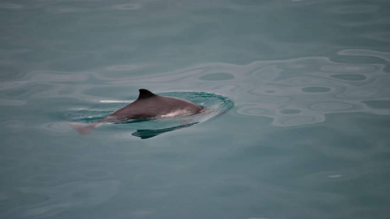 Reykjavík Whales & Buggy