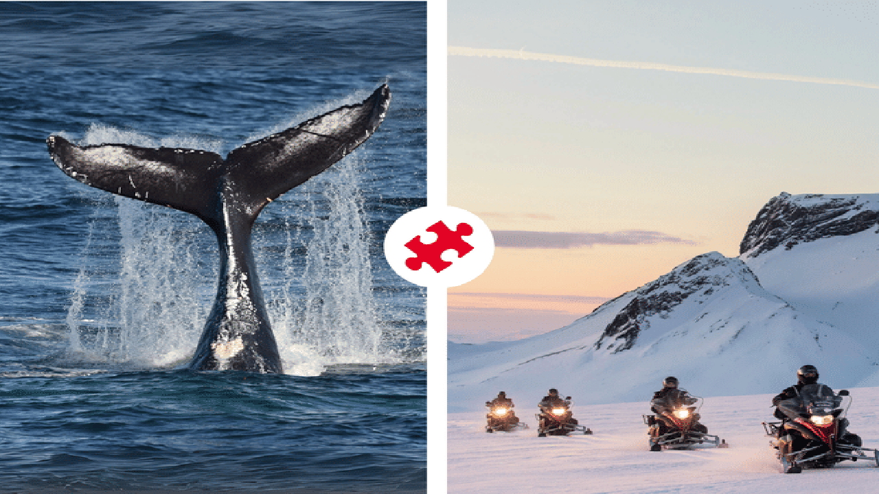Reykjavík Whales & Snowmobile