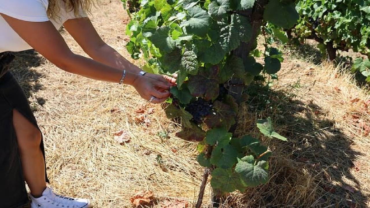 PRIVATE DOURO VALLEY: 2 boutique wineries, lunch & 1-h boat tour