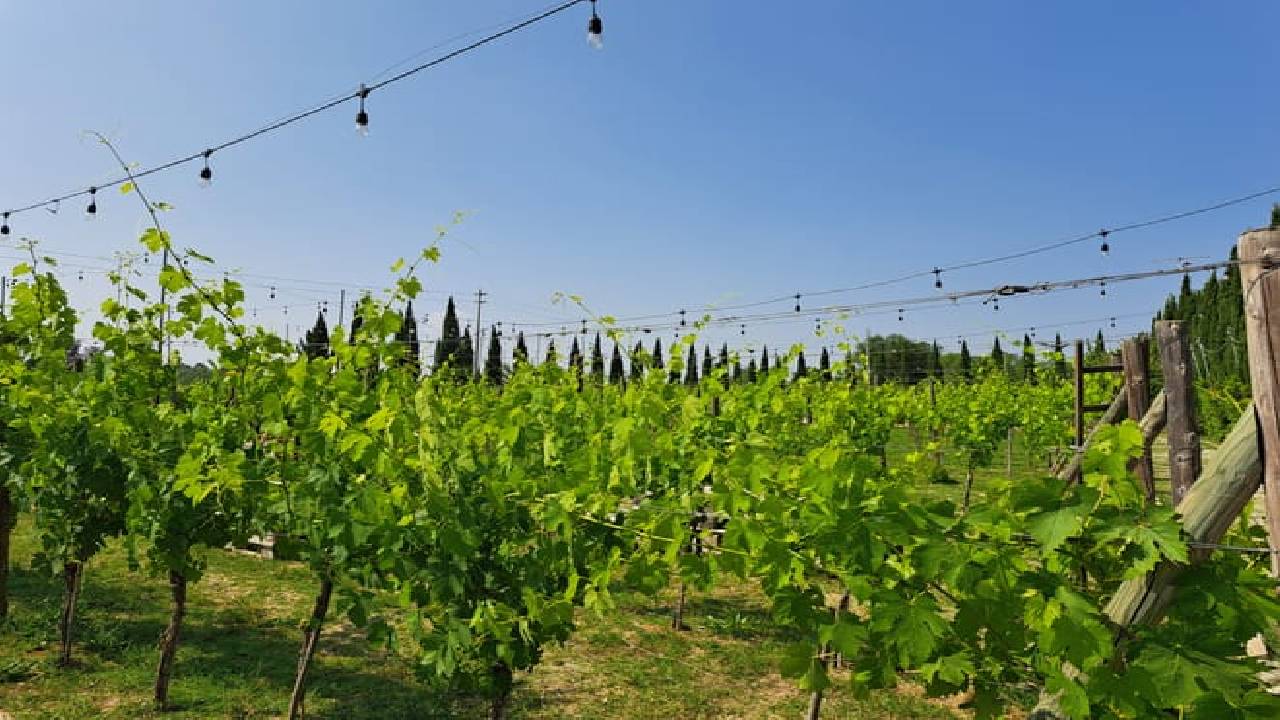 Half Day Escape to Chianti: Taste the Heart of Tuscany