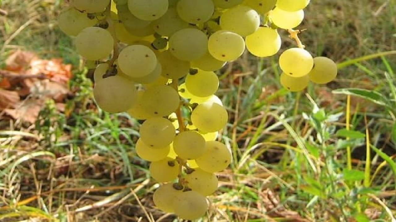 Surroundings of Rome on Vespa