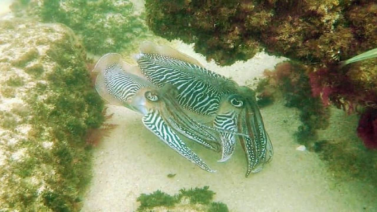 Arrábida Snorkeling & Wine 