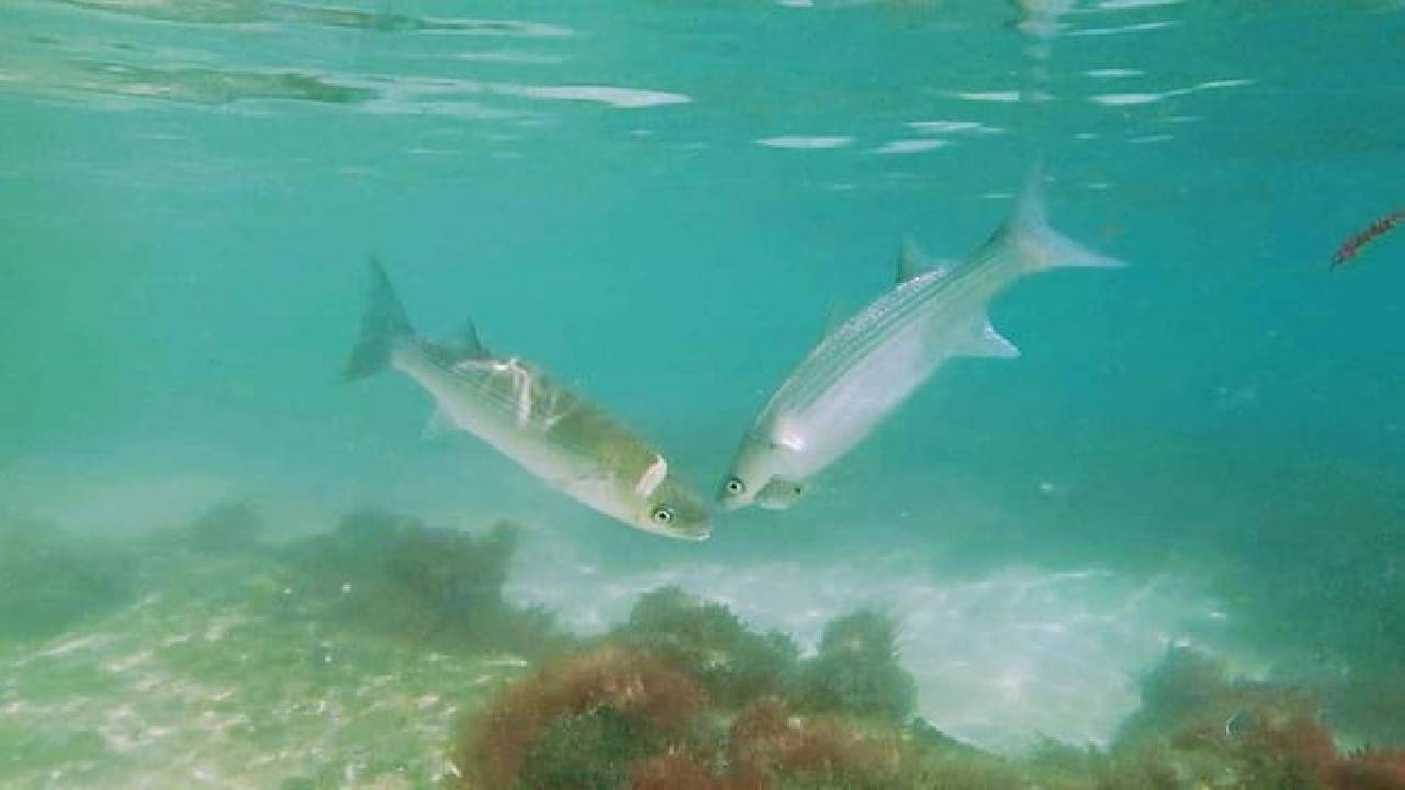 Arrábida Snorkeling Adventure with Transfer from Lisbon