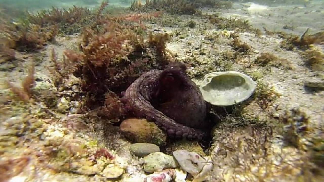 Arrábida Snorkeling Adventure with Transfer from Lisbon