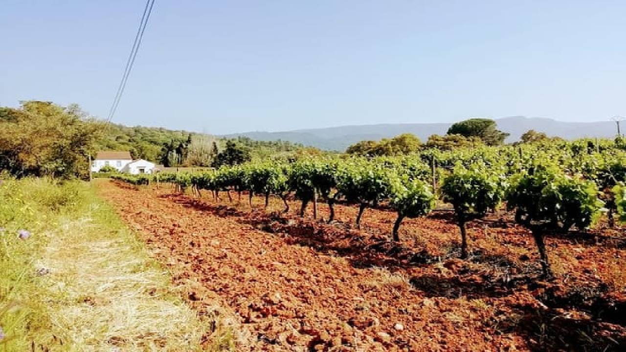 Lisbon´s South Sights & Wine 