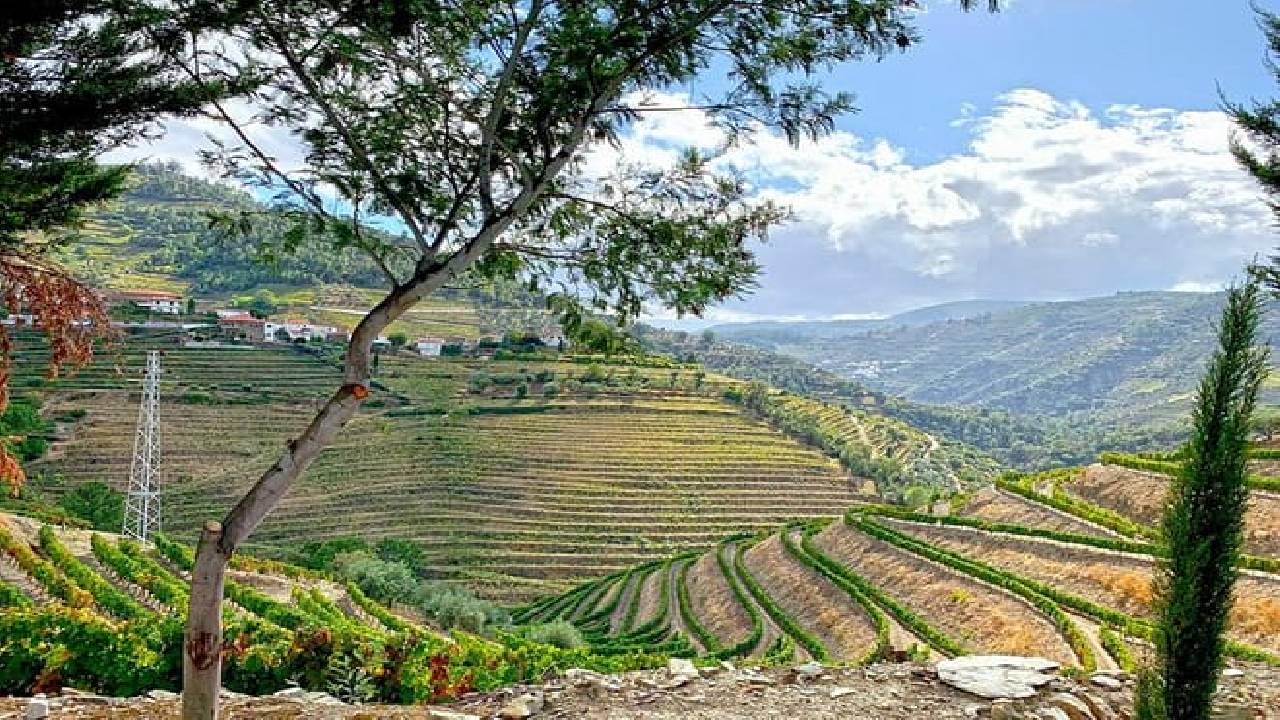 Wine Venture and Boat Trip in Douro Valley from Porto