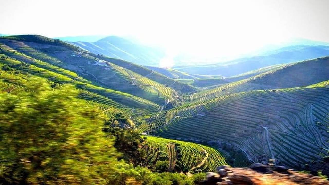 Wine Venture and Boat Trip in Douro Valley from Porto