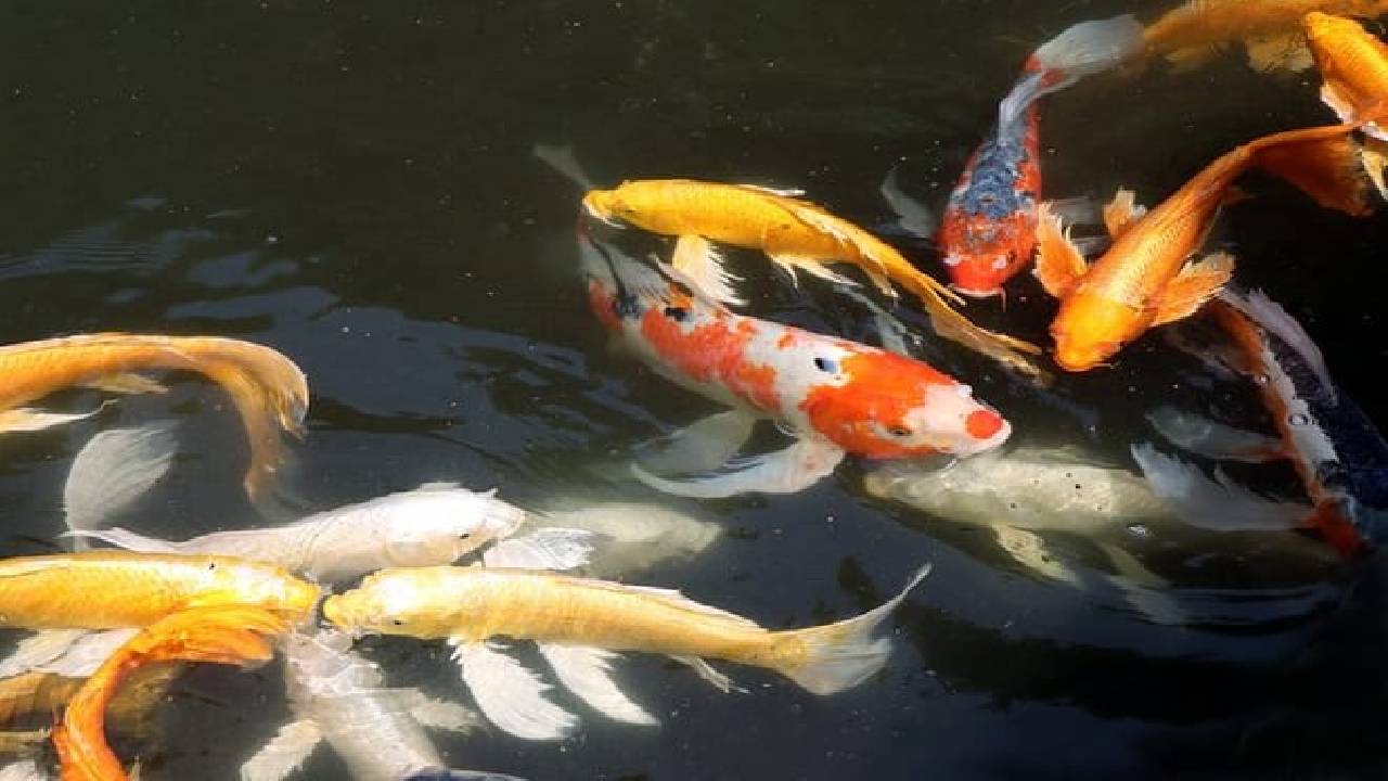 Imperial Palace East Garden and Edo Castle Walking Tour in Tokyo