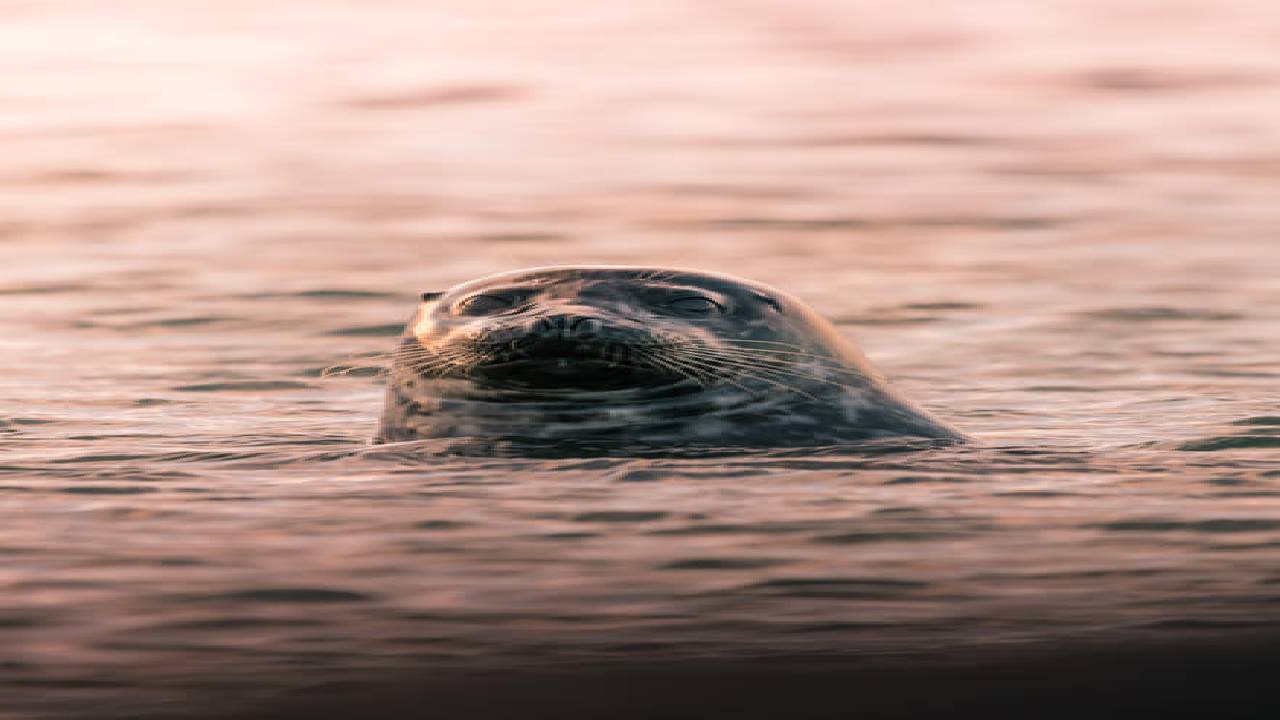  Private Snæfellsnes Peninsula Tour 
