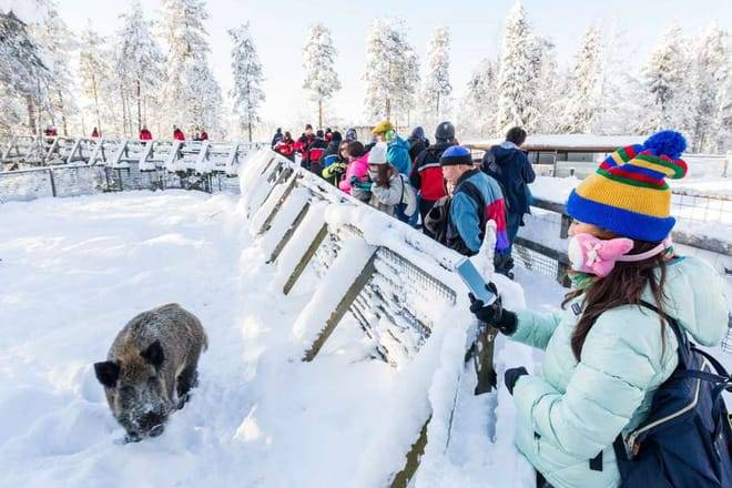 Trip to Ranua Arctic Zoo, Rovaniemi