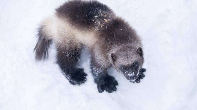 Trip to Ranua Arctic Zoo, Rovaniemi