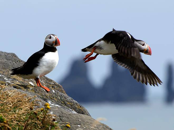 Puffin Tour by RIB Speedboat from Downtown Reykjavik