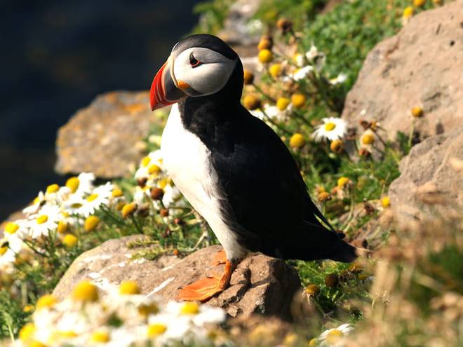 Puffin Watching Yacht Cruise from Downtown Reykjavík – Small Group Experience