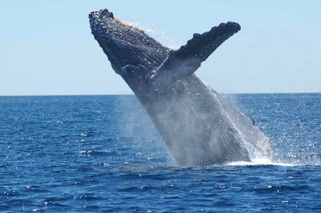 Whale & Marine Adventure Tour