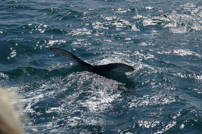 Whale watching - Downtown Reykjavík