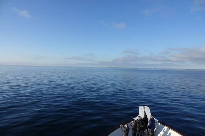 Whale Watching Cruise from Reykjavík