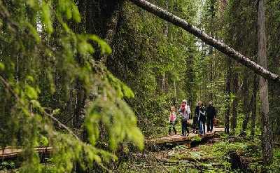 VAATTUKIKONGAS HIKE : the forest trail