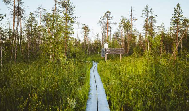 VAATTUKIKONGAS HIKE : the forest trail