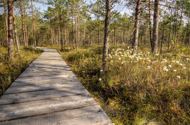 VAATTUKIKONGAS HIKE : the forest trail