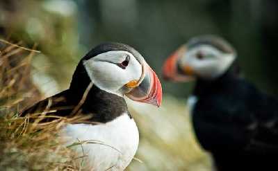 Horses & Puffins (Elfin Tour)