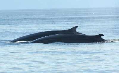 Whale Watching