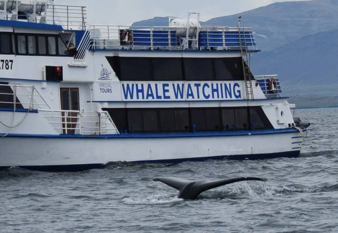 Whale Watching & Whales of Iceland Museum