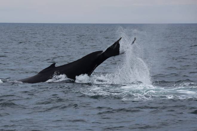 Whale Watching & Whales of Iceland Museum