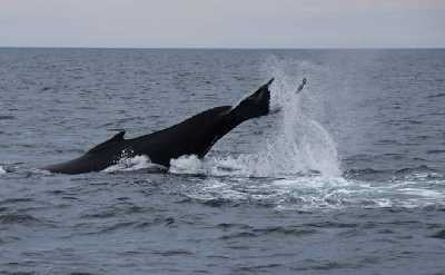 Whales & Auroras