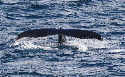 Whales & Puffins