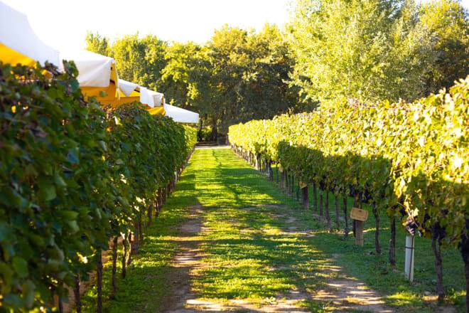 Florence Day Trip: Pisa, San Gimignano, and Siena with Lunch