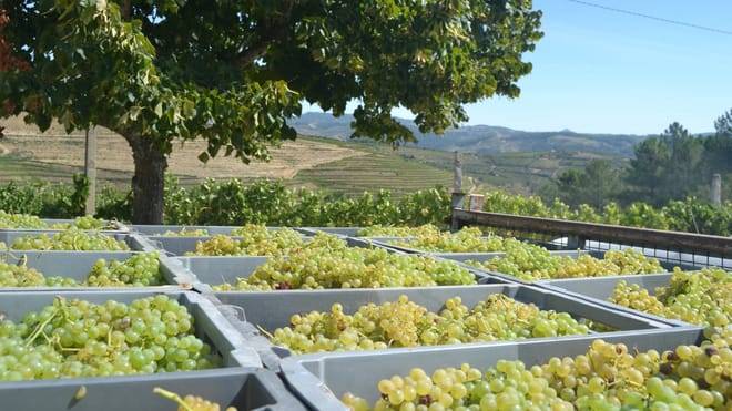 Three-Winery Douro Valley Experience for Wine Lovers