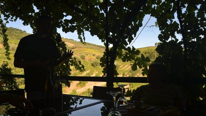 Three-Winery Douro Valley Experience for Wine Lovers